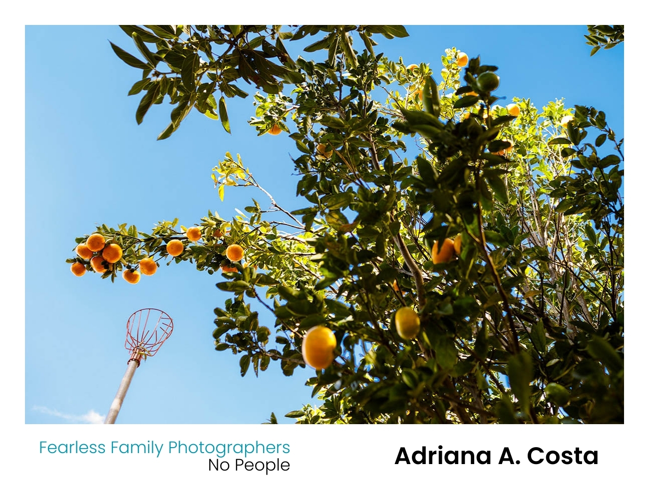 Adriana A. Costa