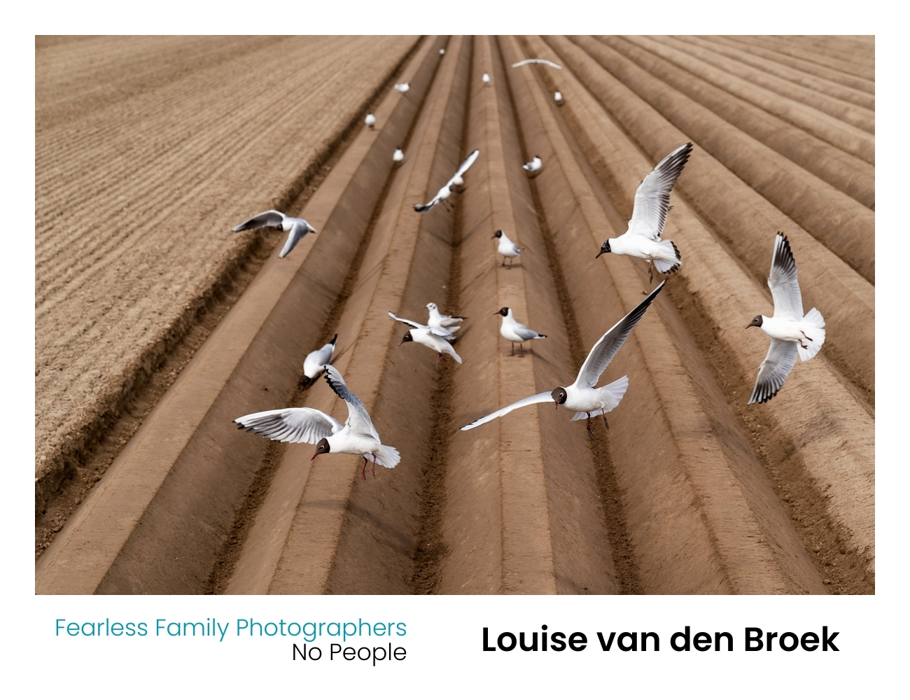 Louise van den Broek