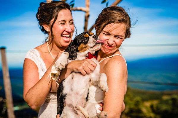 Dogs At Weddings