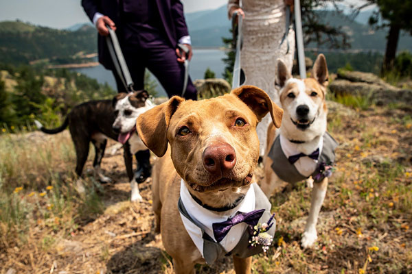 Dogs at Weddings
