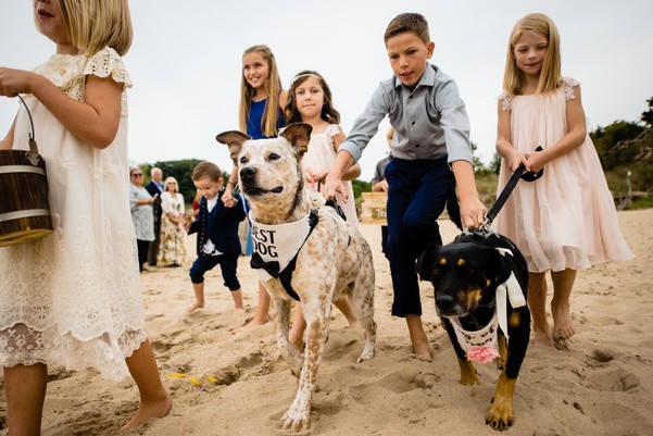 Dogs At Weddings 2019