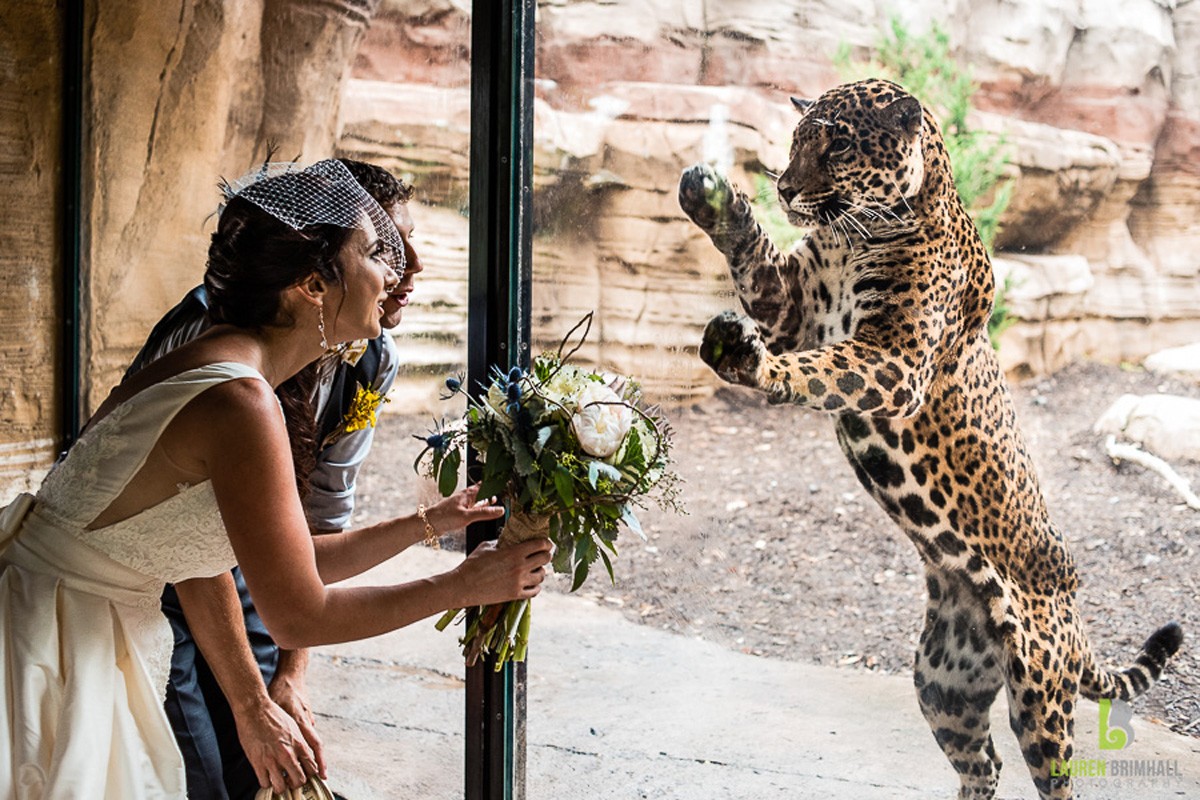 Real Weddings at Turtle Back Zoo in West Orange, New Jersey